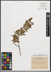 Foto von Salix appendiculata Vill. x Salix purpurea L.